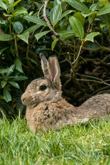 Naklejka na ściany i meble lazy rabbit resting under bush's shadow on the grass