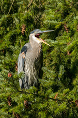 shocked heron with its beak wild open