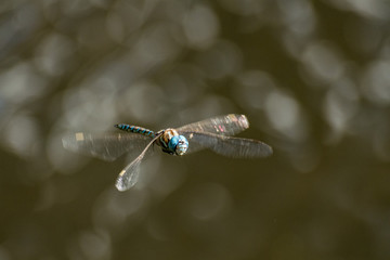 beautiful blue dragonfly in mid air