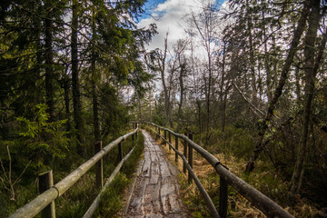 Obraz premium Kaltenbronn im Schwarzwald