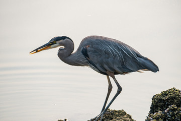 Great blue Heron caught a tiny fish on the lakeside 