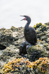 cormorant open its mouth look sideway