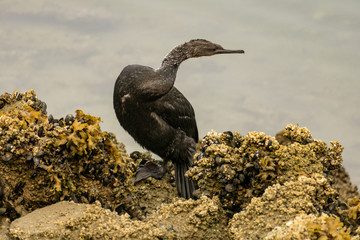cormorant resting on the rocky sea shore