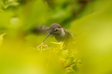 hummingbird feeding behind leaves