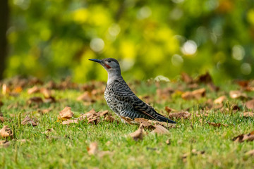 woodpecker on the grass