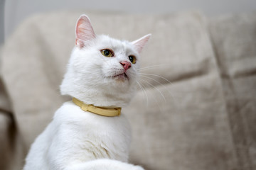 Naklejka na ściany i meble portrait of a white domestic cat