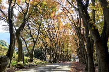河内藤園の紅葉