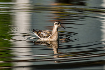 Sandpiper swimming in the pond with reflection