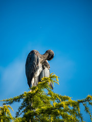 great blue heron cleaning its feather on top of tree with blue sky background
