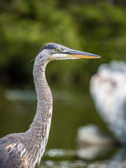 Fototapeta premium great blue heron close-up portrait