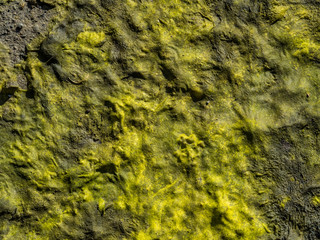 dry seaweed covered ground texture background