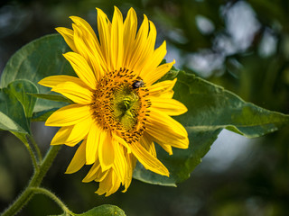 two bees on sunflower