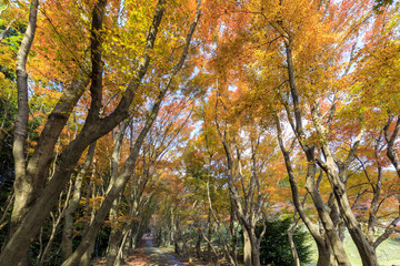 河内藤園の紅葉
