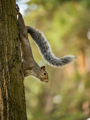 squirrel on the tree vertically and waving its tail