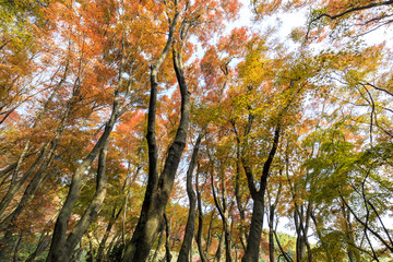 河内藤園の紅葉