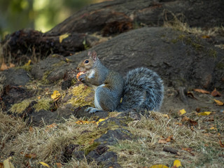 brown squirrel eating nut under the tree