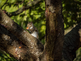 squirrel eating fruit on the tree under the sun