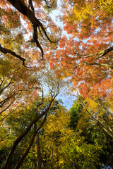 河内藤園の紅葉