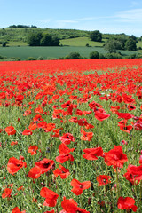 Obraz premium Portret maku