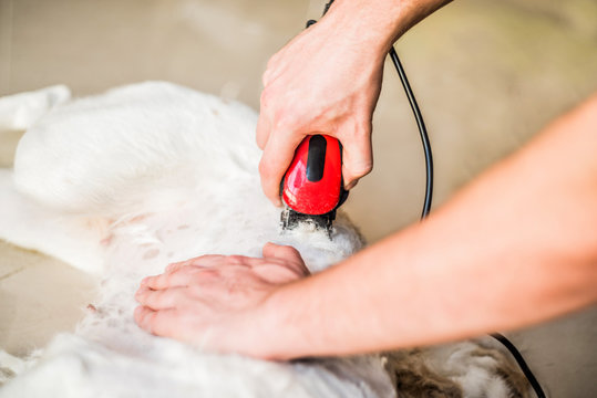 man hands grooming the mixed breed dog.
