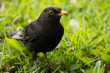 Black Bird Feeding