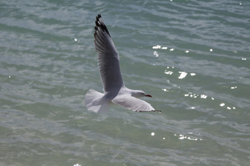 Australia - Queensland - Whitehaven beach - Flying seagull spreading its wings and floating above the waves of the sea