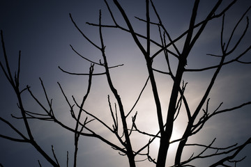 silhouette of bare branches in winter