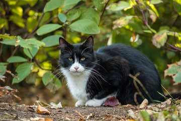a white and black mixed cat looking at you