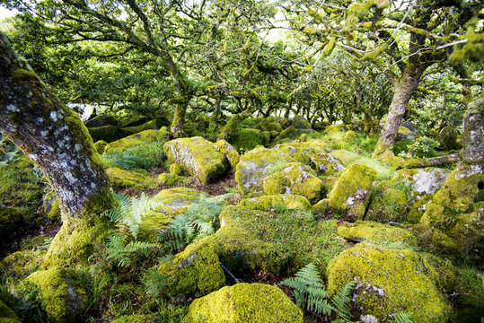 Wistman's Wood - Dartmoor National Park - internal view