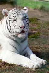 Fototapeta na wymiar Portrait white tiger close up. Calm muzzle with closed eyes