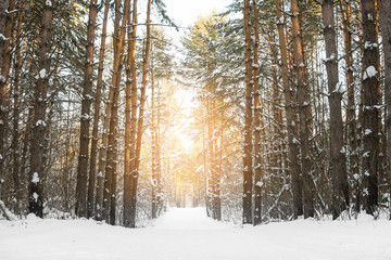 Fototapeta premium Snow Covered Road and Trees In Forest.