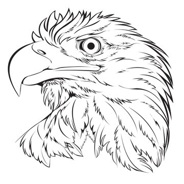 Bald eagle head hand draw black line on white background vector illustration.