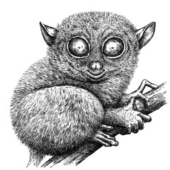 black and white engrave isolated tarsier illustration © Turaev