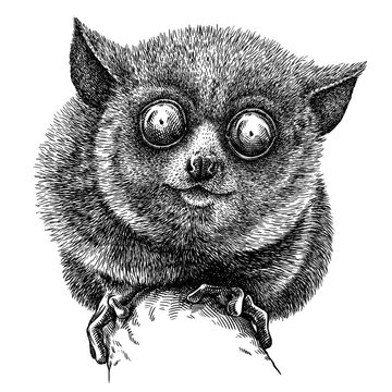 black and white engrave isolated tarsier illustration