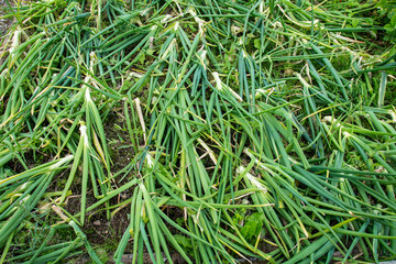 Fototapeta na wymiar Onions bent over awaiting harvest