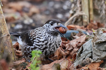 Eurasian nutcracker (Nucifraga caryocatactes)