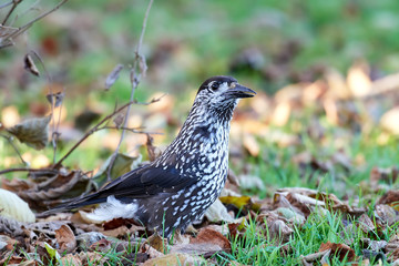 Eurasian nutcracker (Nucifraga caryocatactes)