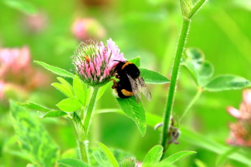 Clover and bee