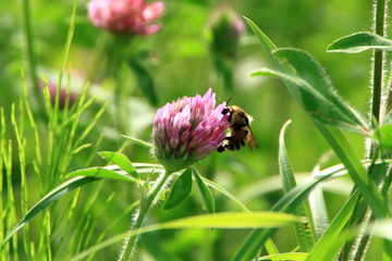 Clover and bee