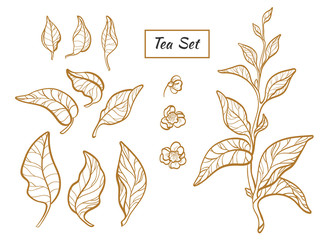 Set of tea bush branches. Vector. Realistic
