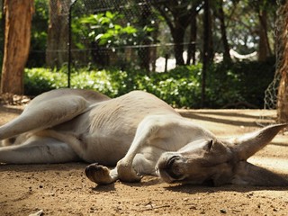 Lovely kangaroos having fun