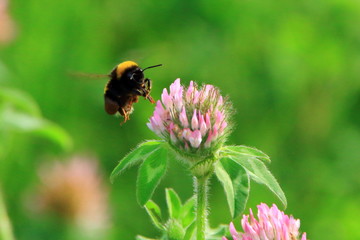 Clover and bee