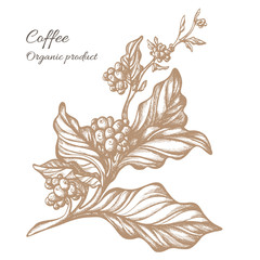 Realistic coffee branch. Botanical contour drawing. Vector