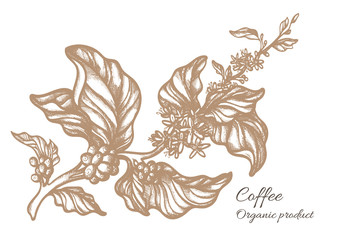 Realistic coffee branch. Botanical contour drawing. Vector