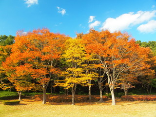 Naklejka premium 紅葉の欅のある公園