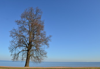 Fototapeta na wymiar single big tree with blue sky and sea nature background