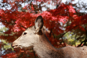 Deer standing background red leaves autumn tree at the park in Nara, Japan. The park is home to hundreds of freely roaming deer.