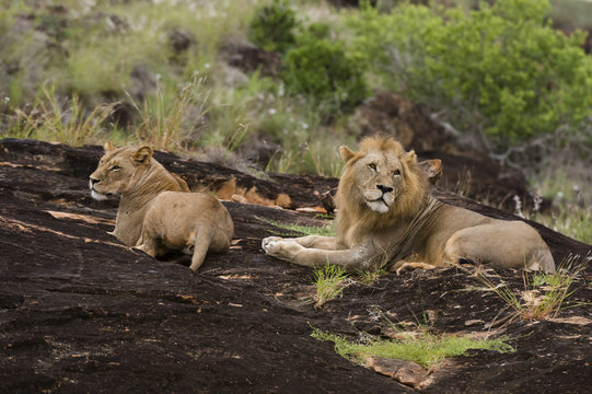 A lion pair (Panthera leo) on a kopje known as Lion Rock in Lualenyi reserve, Tsavo, Kenya