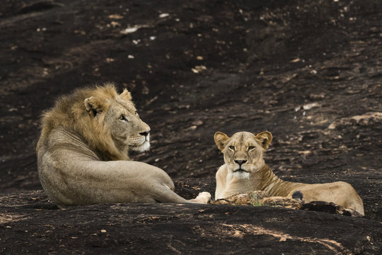 A lion pair (Panthera leo) on a kopje known as Lion Rock in Lualenyi reserve, Tsavo, Kenya