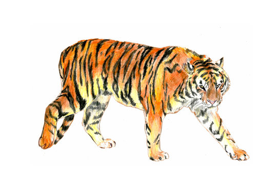 Thi is realistic sketching of wild tiger. It is colour illustration where the tiger is moving. It is sketch on the paper.